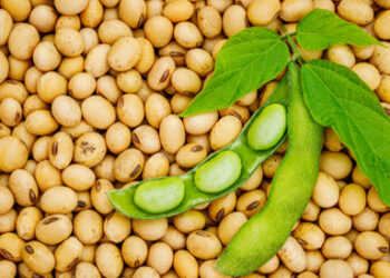 «الزراعة» ارشادات هامة لمزارعي محصول "فول الصويا"