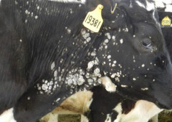 “أمراض الأبقار” بكتيرية وغذائية .. كيف يتم التعامل معها