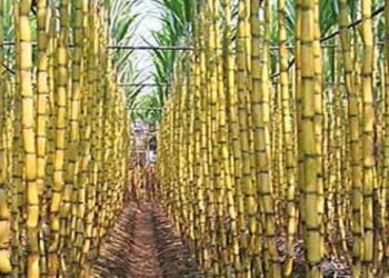 «الزراعة» نشرة هامة لمزارعي محصول قصب السكر