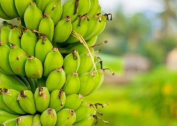«الزراعة» تصدر نشرة بالتوصيات الفنية لمزارعي محصول الموز خلال يونيه