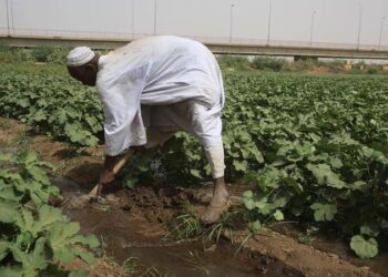 كل ماتريد معرفته عن الزراعة في السودان