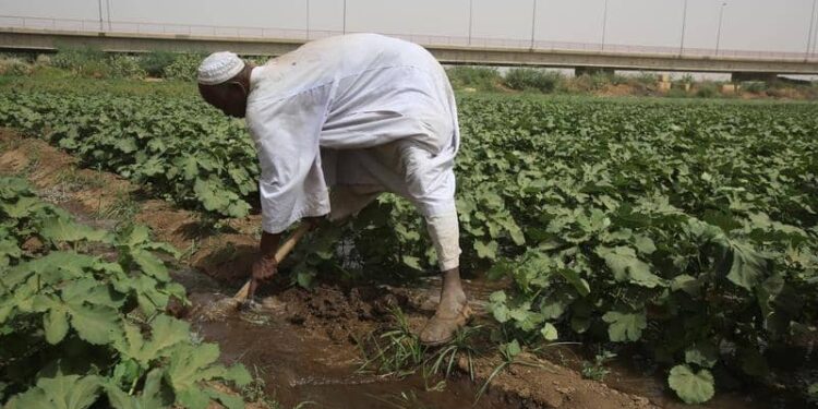 كل ماتريد معرفته عن الزراعة في السودان 1 كل ماتريد معرفته عن الزراعة في السودان