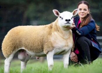 "دابل دايموند" أغلى خروف في العالم ..سعره خيالي
