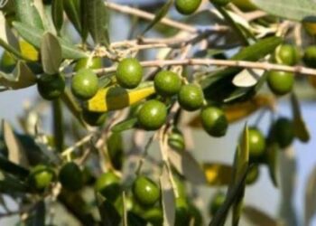 «الزراعة»تصدر نشرة بالتوصيات الفنية لمزارعي محصول الزيتون يجب مراعاتها خلال شهر اغسطس