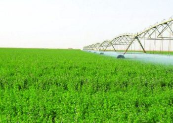 4 نصائح هامة من «الزراعة» لمزارعي محاصيل الأعلاف الخضراء الشتوية والصيفية