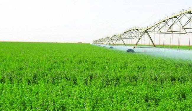 4 نصائح هامة من «الزراعة» لمزارعي محاصيل الأعلاف الخضراء الشتوية والصيفية