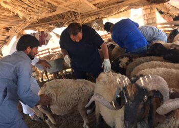 الزراعة معهد التناسليات الحيوانية ينظم قافلة بيطرية مجانية في محافظة مطروح