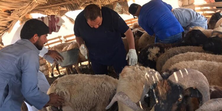 الزراعة معهد التناسليات الحيوانية ينظم قافلة بيطرية مجانية في محافظة مطروح 1 الزراعة معهد التناسليات الحيوانية ينظم قافلة بيطرية مجانية في محافظة مطروح