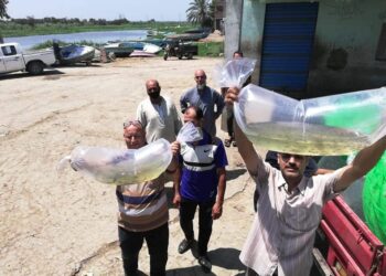 الزراعة: هيئة الثروة السمكية تلقي ٧٥٠ ألف وحدة زريعة اسماك ببحيرة البرلس