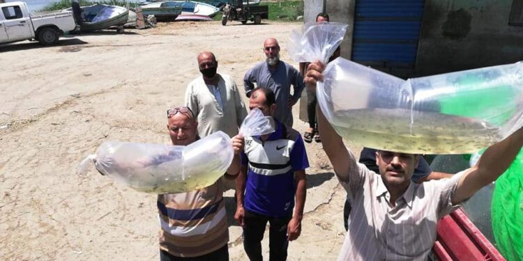 الزراعة: هيئة الثروة السمكية تلقي ٧٥٠ ألف وحدة زريعة اسماك ببحيرة البرلس 1 الزراعة: هيئة الثروة السمكية تلقي ٧٥٠ ألف وحدة زريعة اسماك ببحيرة البرلس