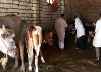 «الزراعة» تحصين أكثر من 1.8 مليون جرعة ضد مرض الحمى القلاعية وحمى الوادي المتصدع