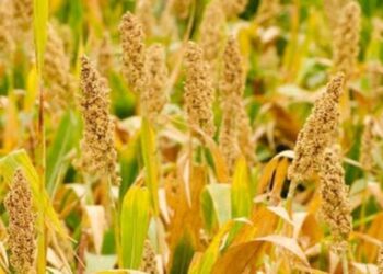 “الزراعة” تصدر نشرة بالتوصيات الفنية لمزارعي محصول الذرة الرفيعة يجب مراعاتها خلال شهر اغسطس