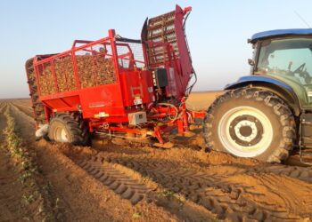 حصاد 3500 فدان لمحصول البنجر وتوريد 60 ألف طن لـ “مصانع السكر” من مشروع غرب المنيا