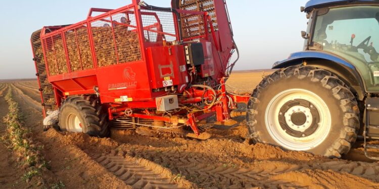 حصاد 3500 فدان لمحصول البنجر وتوريد 60 ألف طن لـ "مصانع السكر" من مشروع غرب المنيا 1 حصاد 3500 فدان لمحصول البنجر وتوريد 60 ألف طن لـ “مصانع السكر” من مشروع غرب المنيا