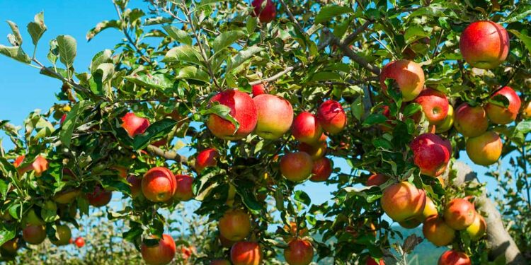 محصول التفاح .. 18 توصية إرشادية خلال شهر يونيو 1 محصول التفاح