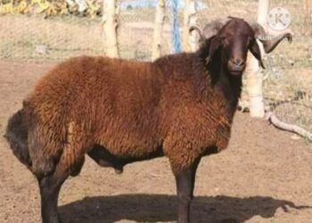 سلالة الرحماني