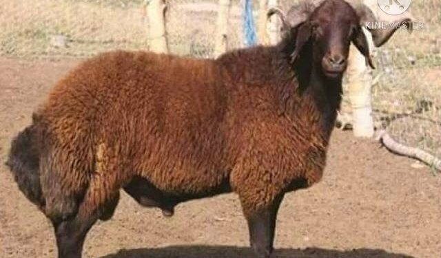 سلالة الرحماني