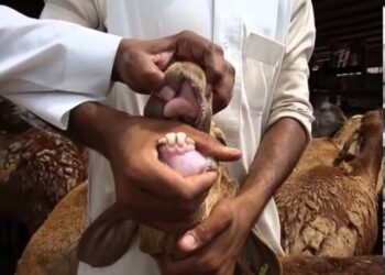 كيف تعرف سن الأضحية