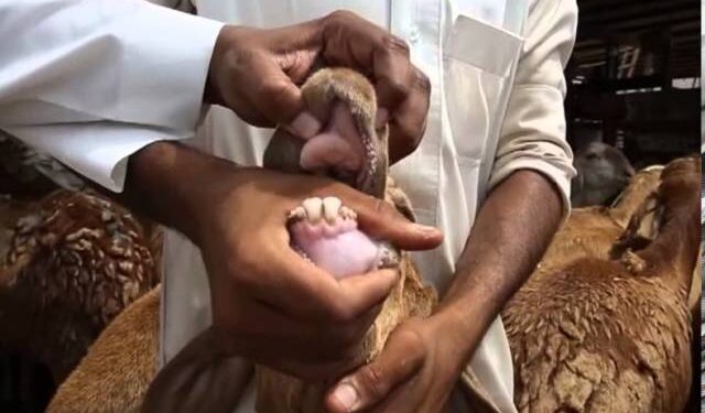 كيف تعرف سن الأضحية 1 كيف تعرف سن الأضحية