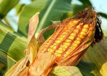 "الزراعة" تصدر نشرة بالتوصيات الفنية لمزارعي محصول الذرة الشامية يجب مراعاتها خلال شهر اغسطس