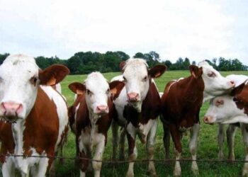 «15 نصيحة» تعرف على التسمين الصحيح للمواشي  وتجنب الخسائر