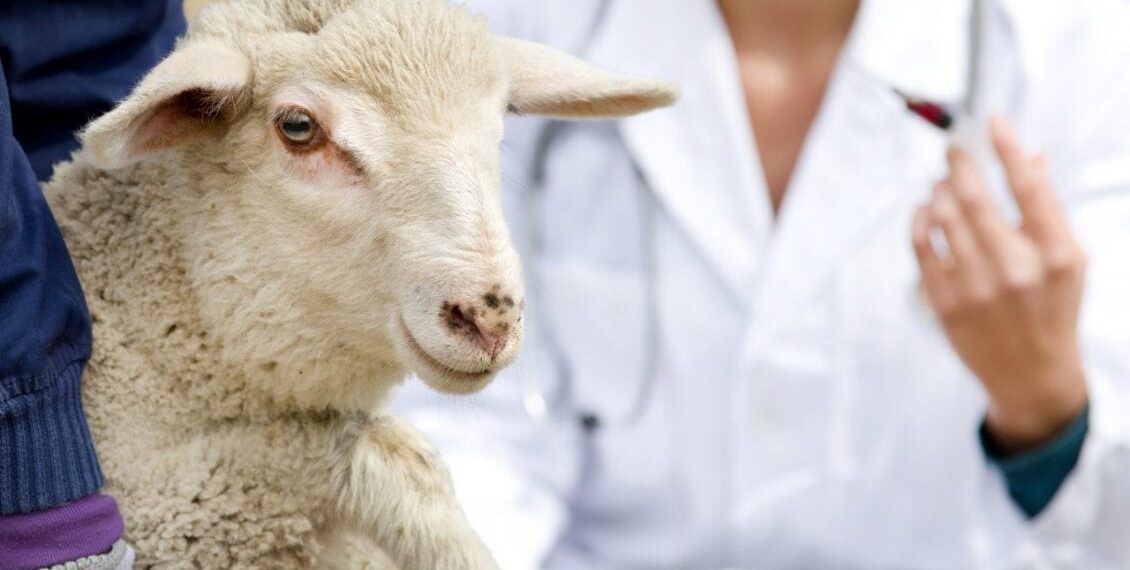 طرق بسيطة للتخلص من البراغيث في الأغنام