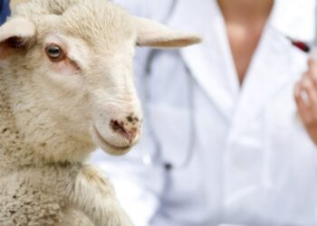 طرق بسيطة للتخلص من البراغيث في الأغنام