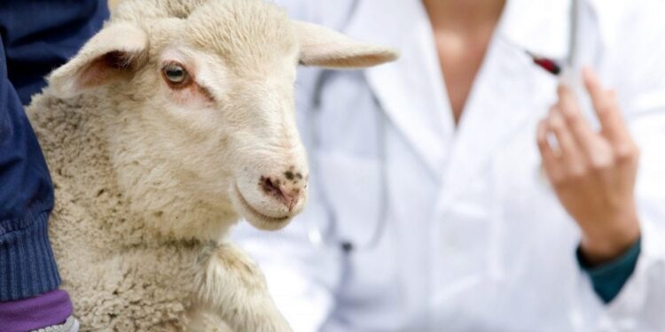 طرق بسيطة للتخلص من البراغيث في الأغنام