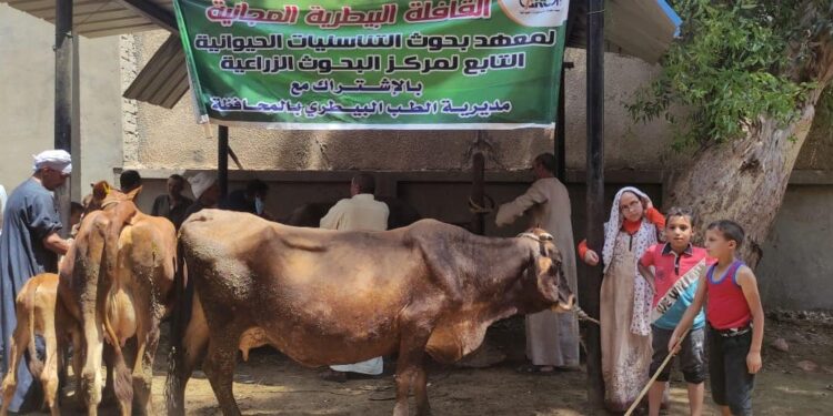 «الزراعة» فحص وعلاج وتلقيح أكثر من 4800 حيوان مجانا لصغار المزارعين والمربين في بنى سويف 1 «الزراعة» فحص وعلاج وتلقيح أكثر من 4800 حيوان مجانا لصغار المزارعين والمربين في بنى سويف
