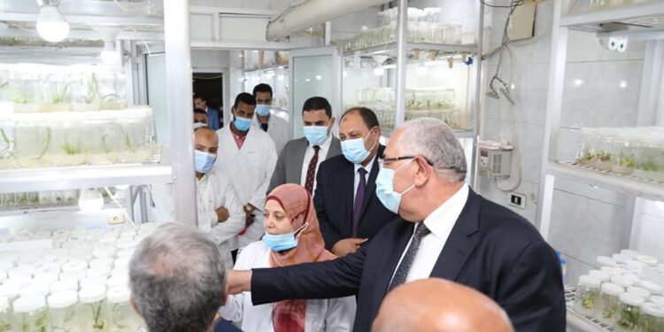 «القصير» يتفقد معمل أبحاث النخيل ويوجه بزيادة انتاج الشتلات لخدمة المشروعات القومية 1 «القصير» يتفقد معمل أبحاث النخيل ويوجه بزيادة انتاج الشتلات لخدمة المشروعات القومية