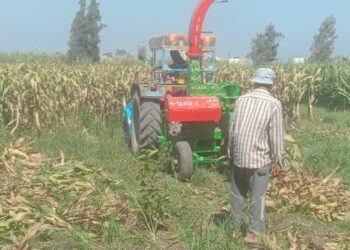 تقاوي الذرة الشامية