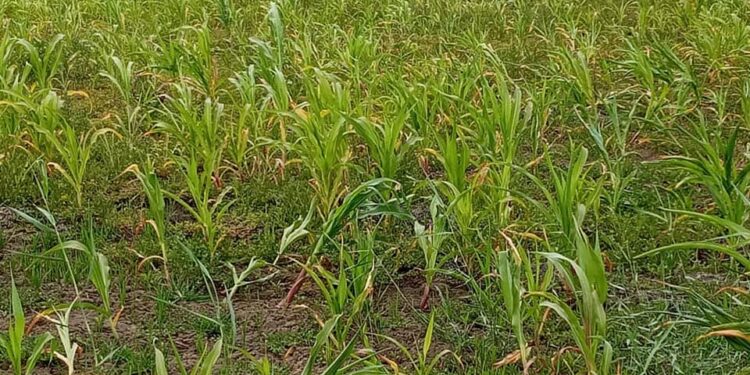 "الزراعة" تستعرض نشاط معهد بحوث أمراض النباتات عن يوليو2021 1 “الزراعة” تستعرض نشاط معهد بحوث أمراض النباتات عن  يوليو2021