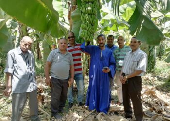 “الزراعة” تواصل تقديم الدعم الفني والخدمات الارشادية للمزارعين في ٨ محافظات