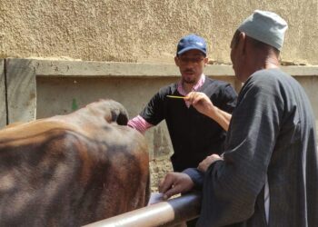 «الزراعة» معهد التناسليات الحيوانية ينظم قافلة بيطرية مجانية في قرى محافظة بنى سويف