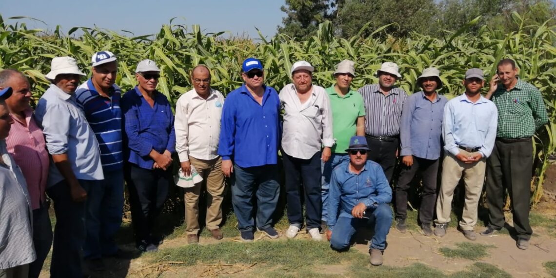 إنتاج الذرة الشامية