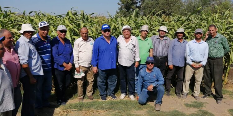 «الزراعة» معهد المحاصيل يتابع حقول إنتاج الذرة الشامية في محافظة الدقهلية 1 إنتاج الذرة الشامية