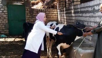 «الزراعة» تحصين أكثر من 4.2 مليون رأس ضد مرض الحمي القلاعية وحمى الوادي المتصدع