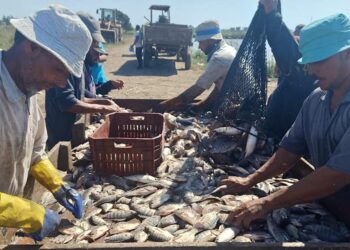 «الزراعة» رئيس هيئة الثروة السمكية يتفقد المواقع الانتاجية بكفر الشيخ