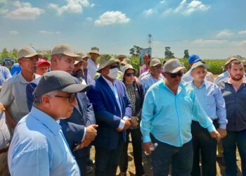 الزراعة تنظيم يوم حقلي للأرز والذرة الشامية وحصاد بعض الأصناف الجديدة في بمحطة بحوث سخا