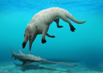 اكتشاف حوت برمائي عاش في مصر قبل 43 مليون عام