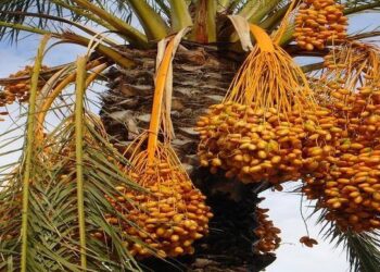 «الزراعة» توصيات هامة لمزارعي محصول "نخيل البلح" يجب مراعاتها خلال سبتمبر