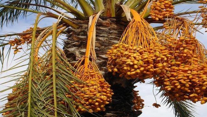 «الزراعة» توصيات هامة لمزارعي محصول "نخيل البلح" يجب مراعاتها خلال سبتمبر 1 «الزراعة» توصيات هامة لمزارعي محصول "نخيل البلح" يجب مراعاتها خلال سبتمبر