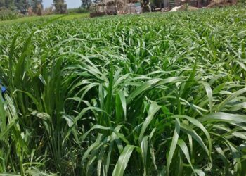 نشرة هامة لمزارعي محاصيل الأعلاف الخضراء الشتوية والصيفية