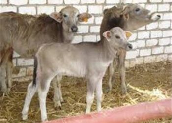 «القصير» يعتمد  287,5 مليون جنيهاً لــ “لمشروع القومى للبتلو” في إطار”حياة كريمة”