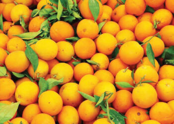 مصر أكبر مصدر للبرتقال إلى الاتحاد الأوروبي