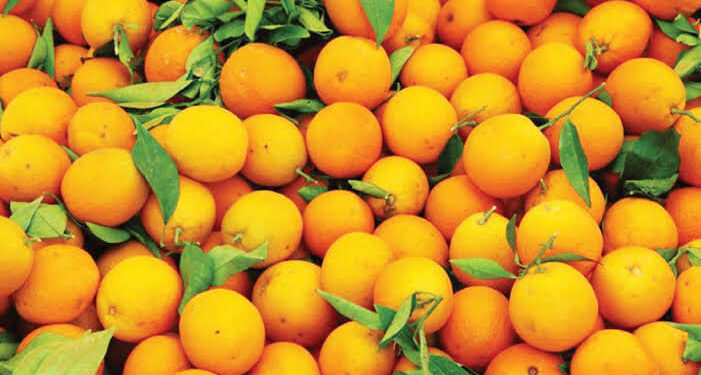 «وزارة الزراعة الاسبانية»: مصر أكبر مصدر للبرتقال إلى الاتحاد الأوروبي 1 مصر أكبر مصدر للبرتقال إلى الاتحاد الأوروبي