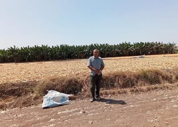 ضبط 150 طن تقاوي ذرة شامية غير مرخصة بالبحيرة