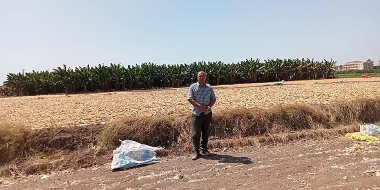 ضبط 150 طن تقاوي ذرة شامية غير مرخصة بالبحيرة