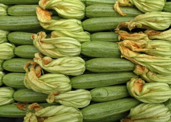 «الكوسة» من الزراعة للحصاد .. عوامل النهوض والأمراض والعلاج