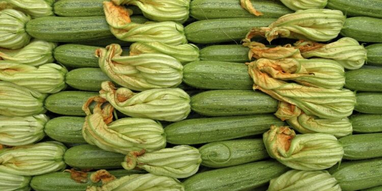 «الكوسة» من الزراعة للحصاد .. عوامل النهوض والأمراض والعلاج